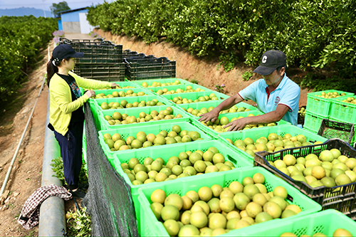 新平高原王子橙開園采收.jpg 新平高原王子橙開園采收.jpg