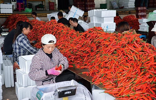 云南龍興椒業：美人椒遠銷海外.jpg