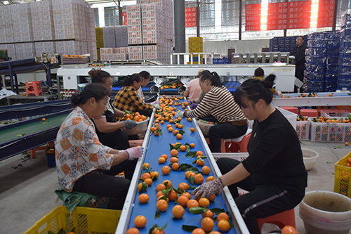 華寧柑橘遠(yuǎn)銷國(guó)際市場(chǎng).jpg 華寧柑橘遠(yuǎn)銷國(guó)際市場(chǎng).jpg