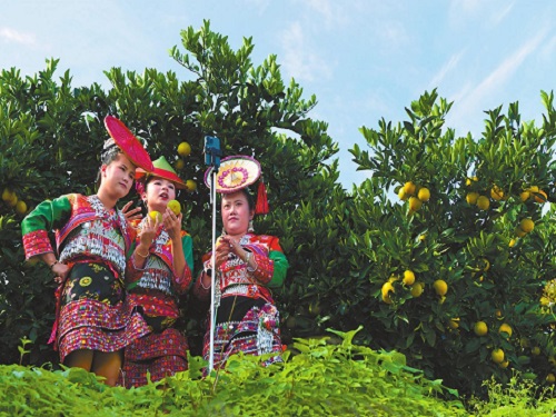 500花腰傣果園直播帶貨.jpg 500花腰傣果園直播帶貨.jpg