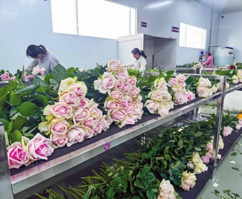 紅塔區提升現代花卉產業發展水平.jpg 紅塔區提升現代花卉產業發展水平.jpg