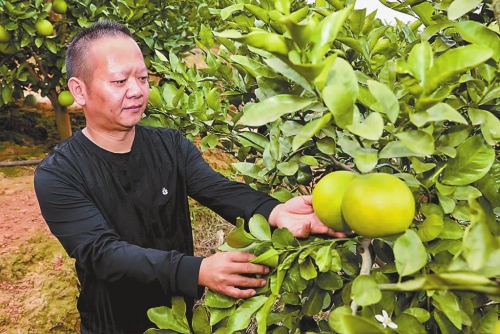 葡萄柚扎根新平紅河谷特色水果助農增收.jpg 葡萄柚扎根新平紅河谷特色水果助農增收.jpg