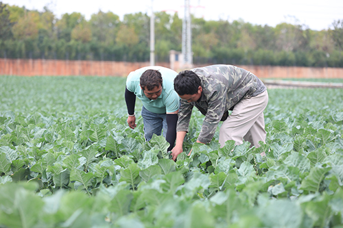 12月初批量上市!江川蔬菜產(chǎn)業(yè)又添“新成員”.jpg 12月初批量上市!江川蔬菜產(chǎn)業(yè)又添“新成員”.jpg