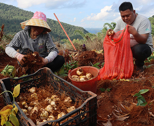 平甸鄉食用百合繪“豐”景.jpg 平甸鄉食用百合繪“豐”景.jpg