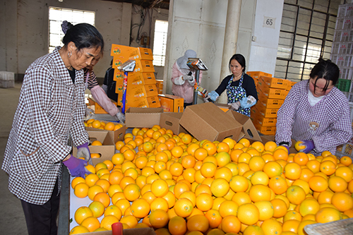 華寧牛山冰糖橙開園采摘.jpg 華寧牛山冰糖橙開園采摘.jpg