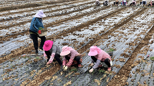梅營社區:初冬時節洋蔥移栽忙.jpg 梅營社區:初冬時節洋蔥移栽忙.jpg