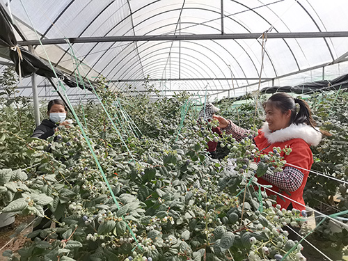 高大鄉(xiāng)130余畝藍(lán)莓搶“鮮”上市.jpg 高大鄉(xiāng)130余畝藍(lán)莓搶“鮮”上市.jpg