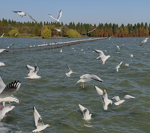 這個冬季到玉溪“觀球+賞鷗”正當時.jpg 這個冬季到玉溪“觀球+賞鷗”正當時.jpg
