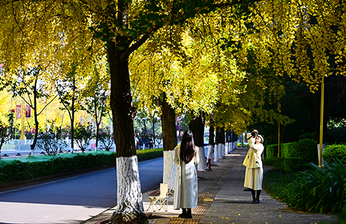 銀杏染金 邂逅浪漫.jpg 銀杏染金 邂逅浪漫.jpg