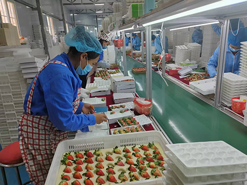 九溪鎮(zhèn)多舉措推動(dòng)草莓產(chǎn)業(yè)高質(zhì)量發(fā)展.jpg 九溪鎮(zhèn)多舉措推動(dòng)草莓產(chǎn)業(yè)高質(zhì)量發(fā)展.jpg