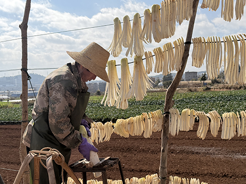 雄關鄉迎來蘿卜采收季.jpg 雄關鄉迎來蘿卜采收季.jpg