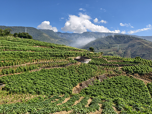 洼垤鄉(xiāng)推廣煙后蔻豆種植.jpg 洼垤鄉(xiāng)推廣煙后蔻豆種植.jpg