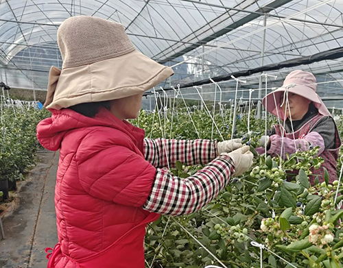 江川藍莓成熟上市.jpg 江川藍莓成熟上市.jpg