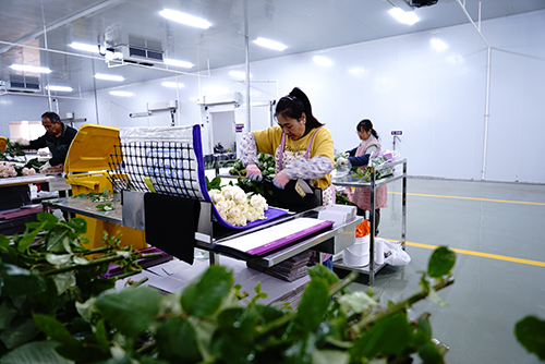 紅塔區花卉產業煥發新活力.jpg 紅塔區花卉產業煥發新活力.jpg