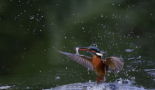 玉溪瀑布生態公園觀翠鳥.jpg 玉溪瀑布生態公園觀翠鳥.jpg