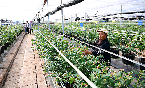 四街社區(qū)藍(lán)莓產(chǎn)業(yè)蓬勃發(fā)展.jpg 四街社區(qū)藍(lán)莓產(chǎn)業(yè)蓬勃發(fā)展.jpg