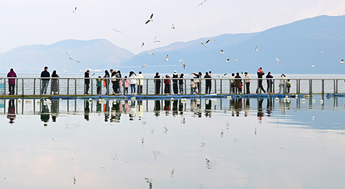 星云湖畔人鷗同樂.jpg 星云湖畔人鷗同樂.jpg