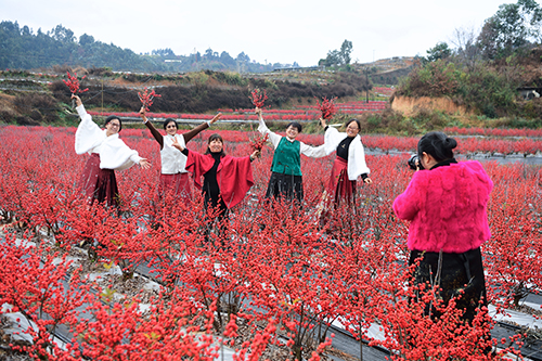 冬日“紅果”引客來(lái).jpg