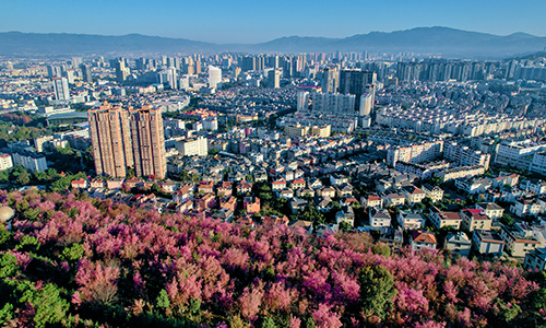 冬櫻綻放粉霞醉人.jpg 冬櫻綻放粉霞醉人.jpg