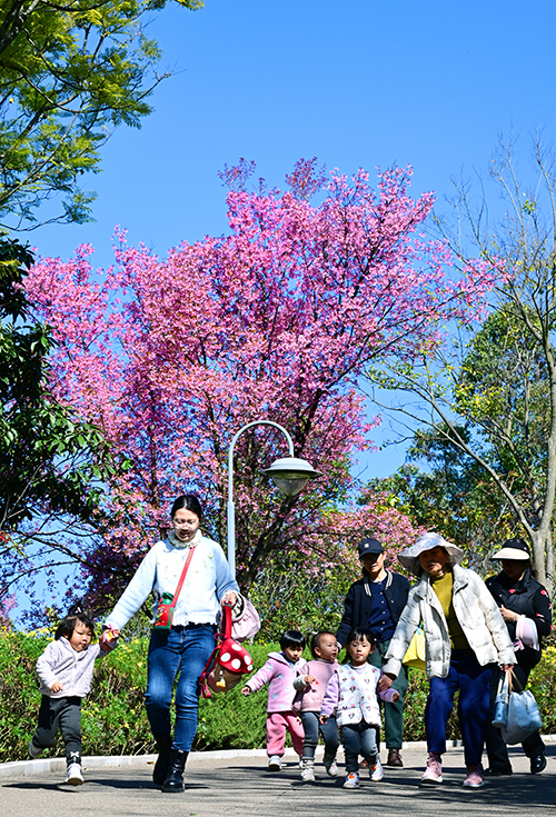 冬櫻綻放粉霞醉人1.jpg 冬櫻綻放粉霞醉人1.jpg