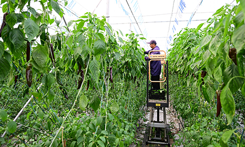 榮榮農業:科技種椒助農增收.jpg 榮榮農業:科技種椒助農增收.jpg