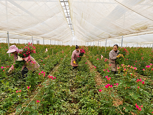 冬日玫瑰綻放“美麗經濟”.jpg 冬日玫瑰綻放“美麗經濟”.jpg