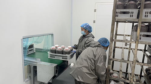 洛河鄉(xiāng)菌產(chǎn)業(yè)實(shí)現(xiàn)全鏈條升級.jpg 洛河鄉(xiāng)菌產(chǎn)業(yè)實(shí)現(xiàn)全鏈條升級.jpg