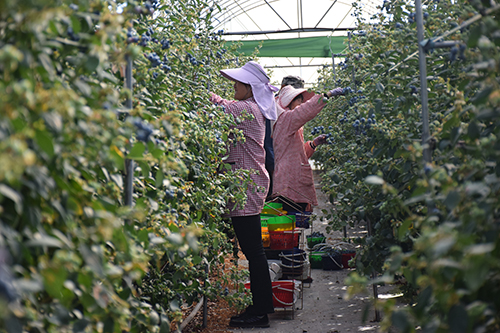 藍莓豐收采摘忙 特色產業助增收.jpg