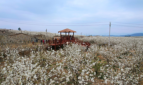 江川梨花節激活鄉村旅游新活力.jpg