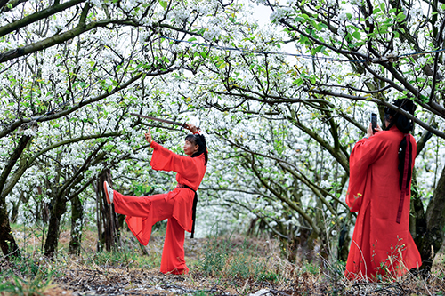 江川梨花節激活鄉村旅游新活力1.jpg