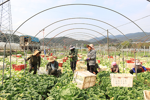 河外村:搶抓農時采收娃娃菜.jpg 河外村:搶抓農時采收娃娃菜.jpg