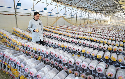 易門食用菌產業邁入“智造”時代.jpg