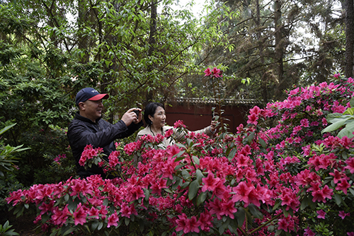 秀山公園杜鵑園迎來賞花季.jpg 秀山公園杜鵑園迎來賞花季.jpg