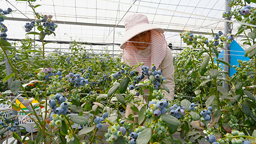 沙果村農旅融合繪就和美鄉村新畫卷.jpg 沙果村農旅融合繪就和美鄉村新畫卷.jpg